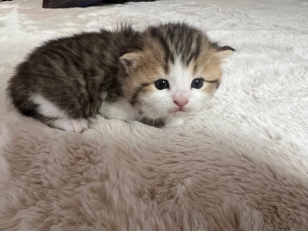 Perser-Tiger Kitten
