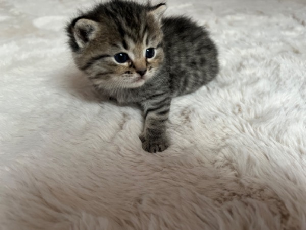 Perser-Tiger Kitten